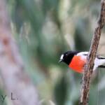 Scarlet Robin (Petroica boodang)