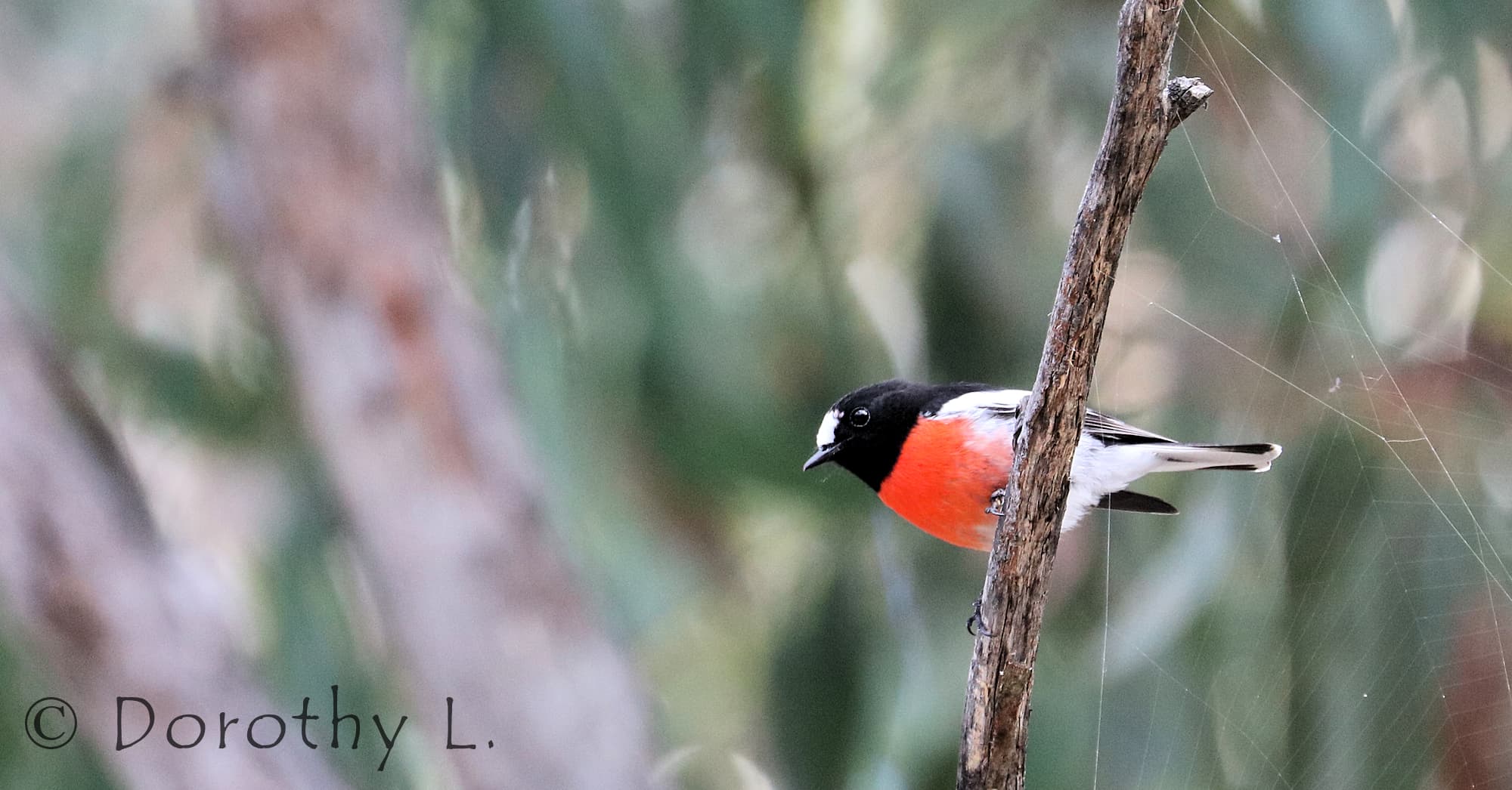 Scarlet Robin (Petroica boodang)