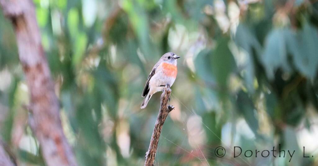 Scarlet Robin (Petroica boodang)