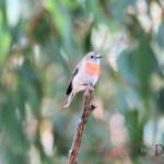 Scarlet Robin (Petroica boodang)