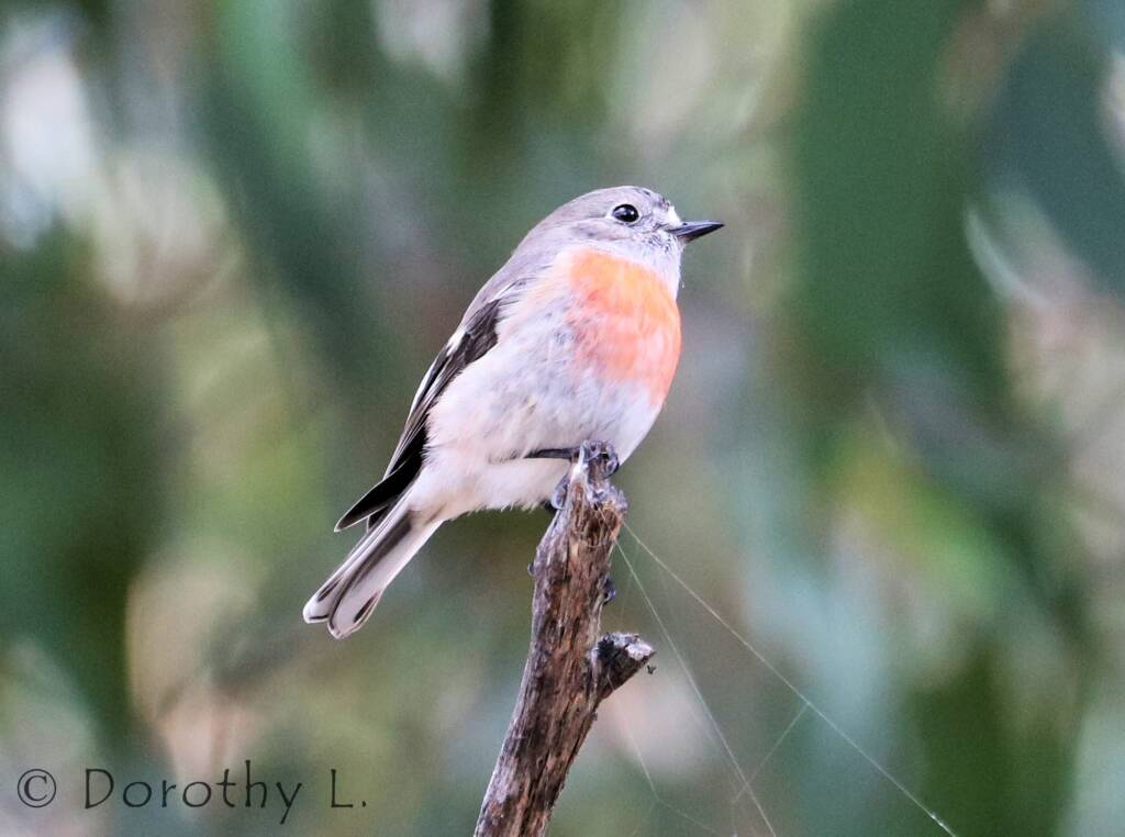Scarlet Robin (Petroica boodang)