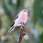 Scarlet Robin (Petroica boodang)