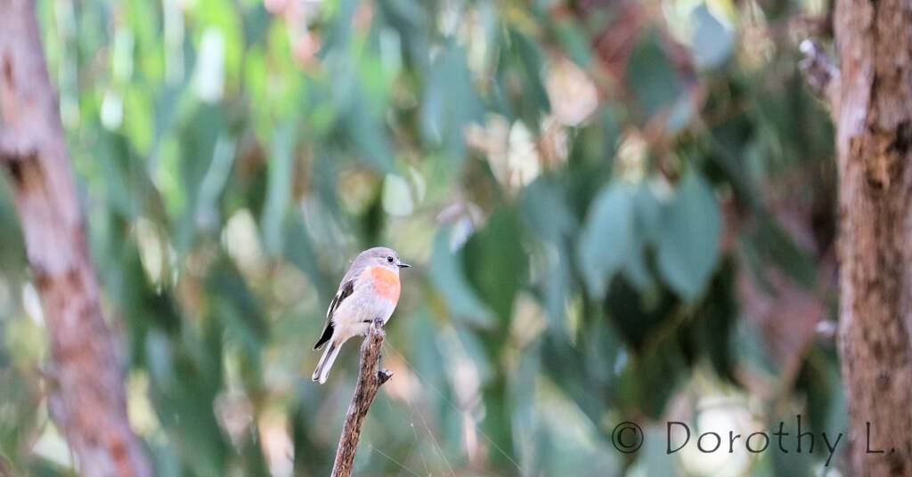 Scarlet Robin (Petroica boodang)