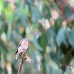 Scarlet Robin (Petroica boodang)