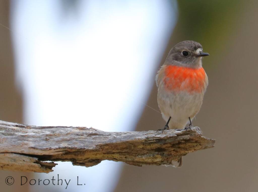 Scarlet Robin (Petroica boodang)