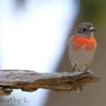 Scarlet Robin (Petroica boodang)