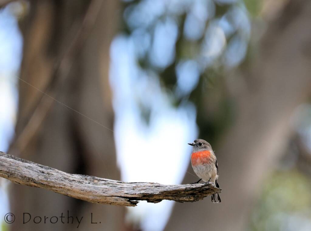 Scarlet Robin (Petroica boodang)
