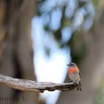 Scarlet Robin (Petroica boodang)