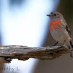 Scarlet Robin (Petroica boodang)