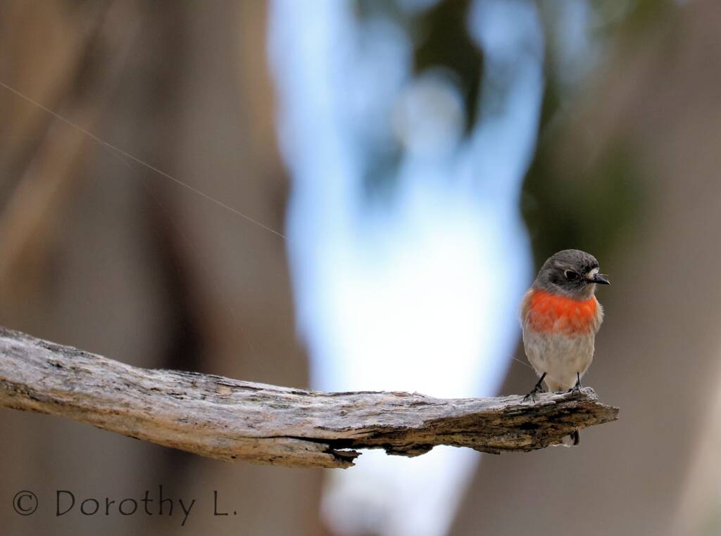 Scarlet Robin (Petroica boodang)