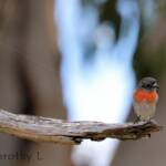 Scarlet Robin (Petroica boodang)