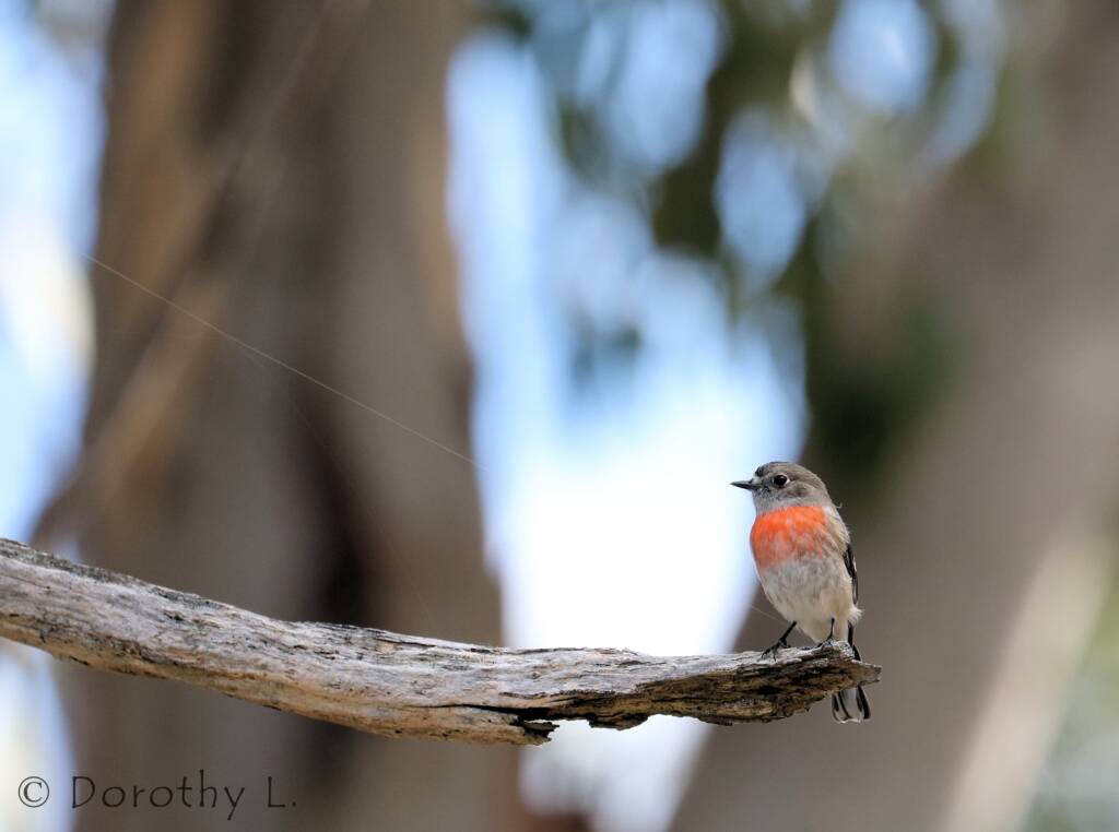 Scarlet Robin (Petroica boodang)