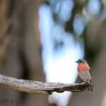 Scarlet Robin (Petroica boodang)