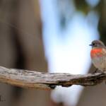 Scarlet Robin (Petroica boodang)