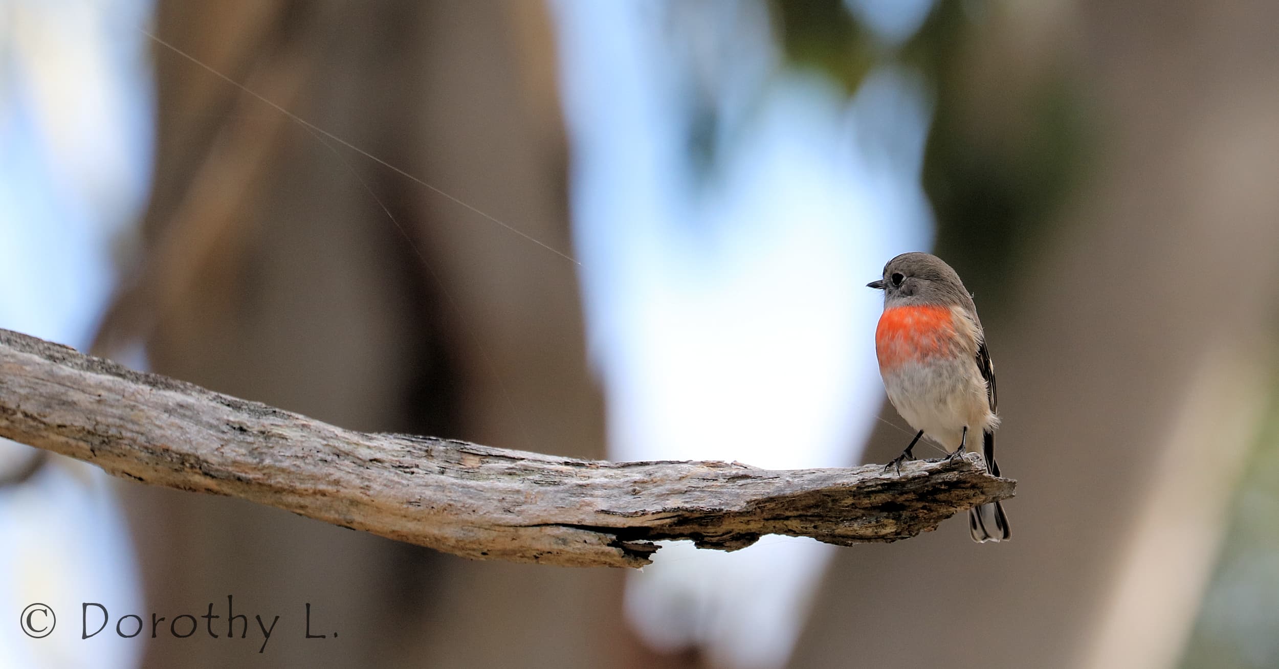 Scarlet Robin (Petroica boodang)