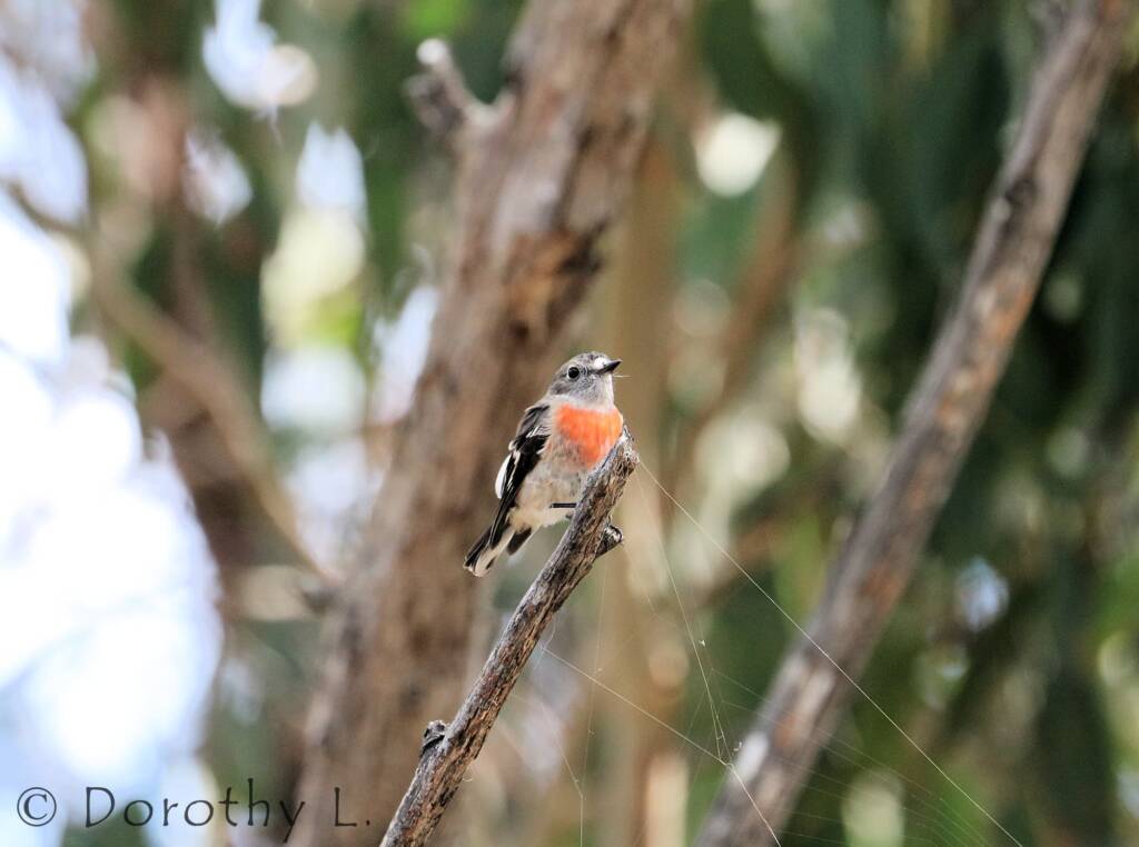 Scarlet Robin (Petroica boodang)
