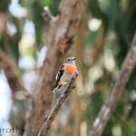 Scarlet Robin (Petroica boodang)