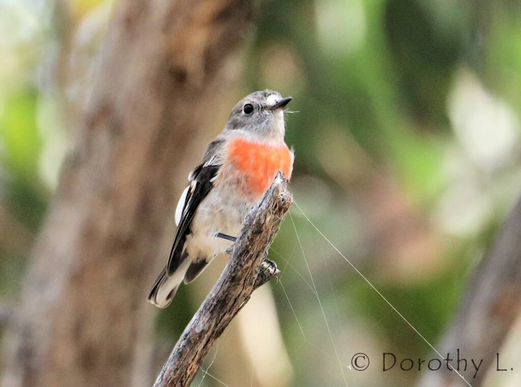 Scarlet Robin (Petroica boodang)