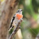 Scarlet Robin (Petroica boodang)