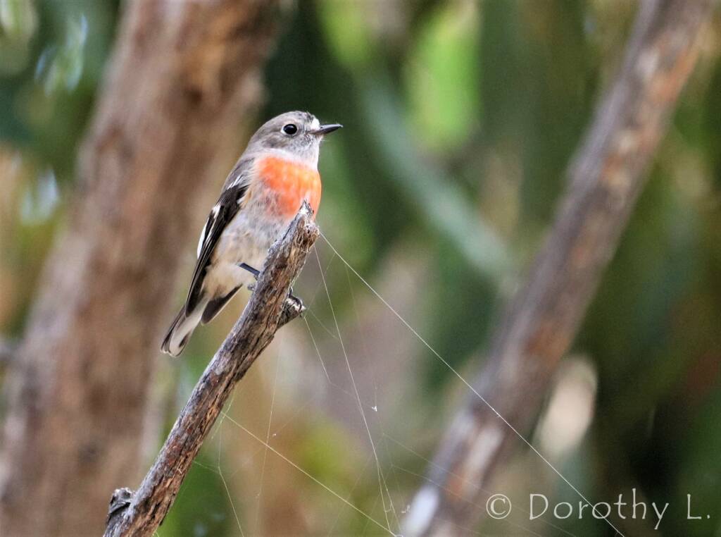 Scarlet Robin (Petroica boodang)