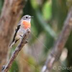 Scarlet Robin (Petroica boodang)