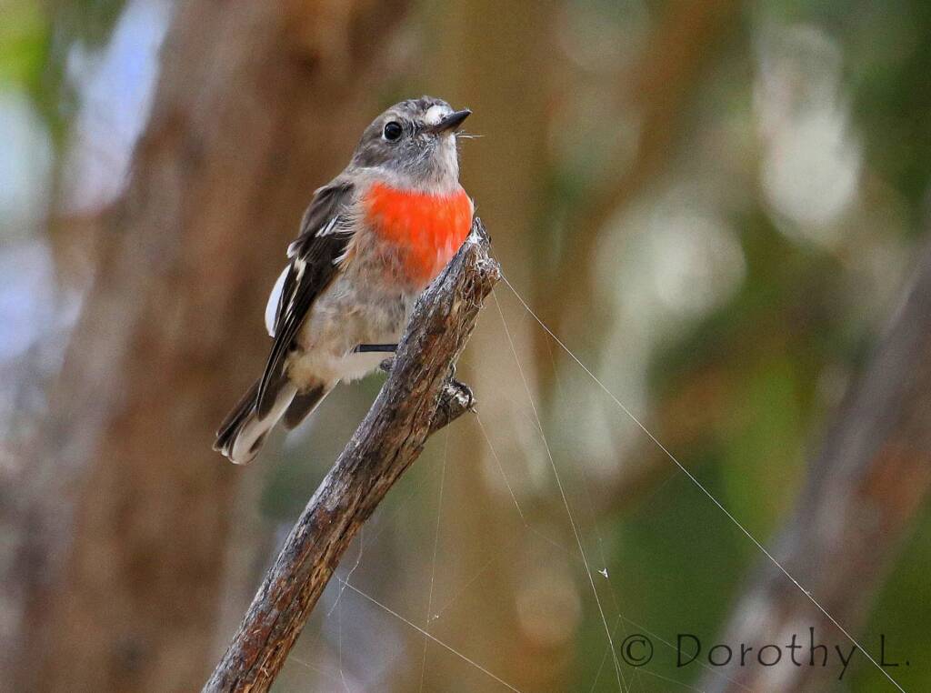 Scarlet Robin (Petroica boodang)