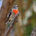 Scarlet Robin (Petroica boodang)