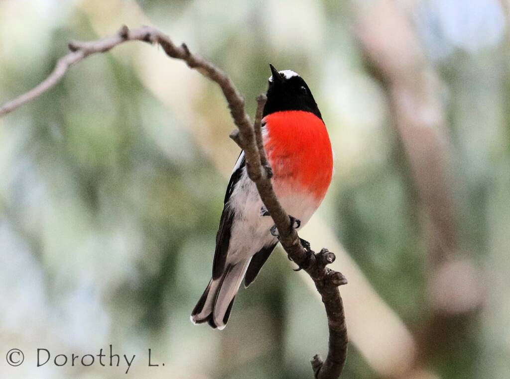 Scarlet Robin (Petroica boodang)