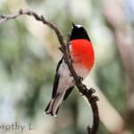 Scarlet Robin (Petroica boodang)