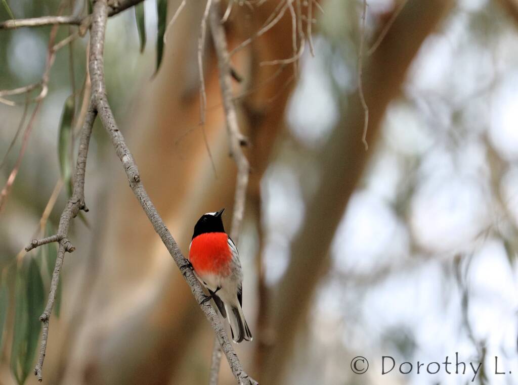Scarlet Robin (Petroica boodang)