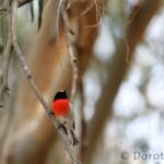 Scarlet Robin (Petroica boodang)