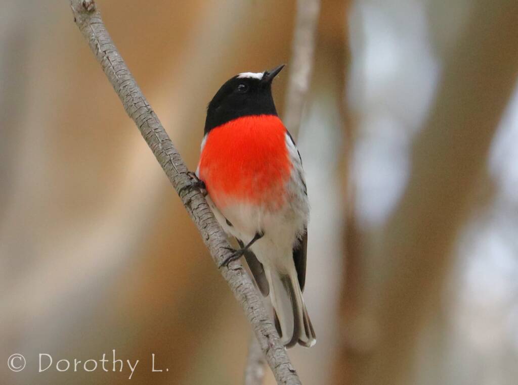 Scarlet Robin (Petroica boodang)