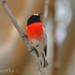 Scarlet Robin (Petroica boodang)