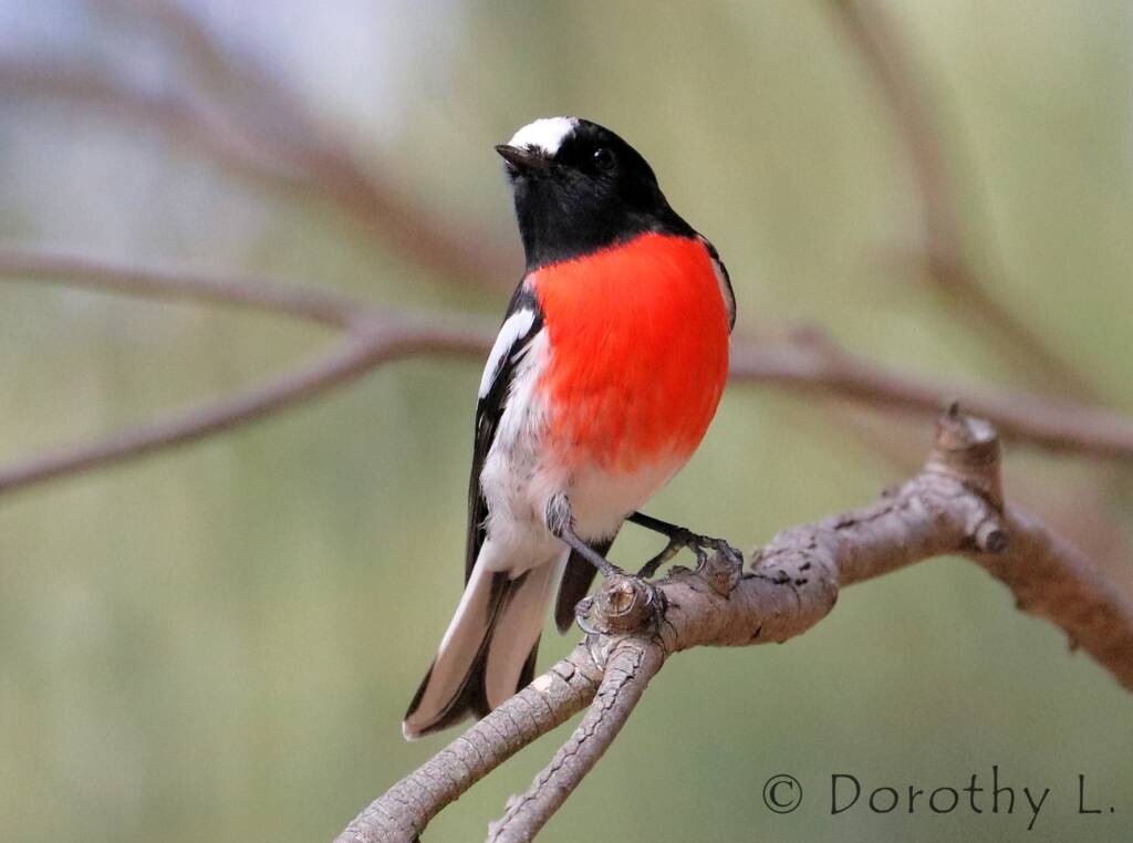 Scarlet Robin (Petroica boodang)