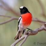 Scarlet Robin (Petroica boodang)