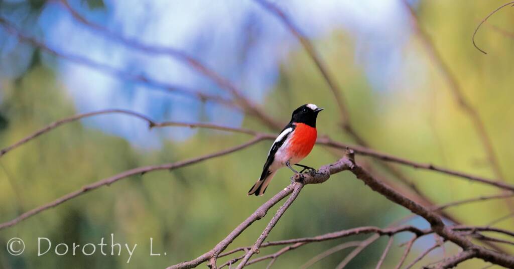 Scarlet Robin (Petroica boodang)