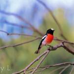 Scarlet Robin (Petroica boodang)