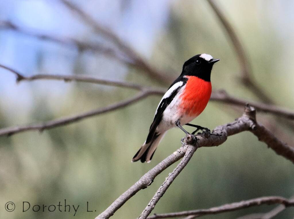 Scarlet Robin (Petroica boodang)