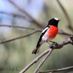Scarlet Robin (Petroica boodang)