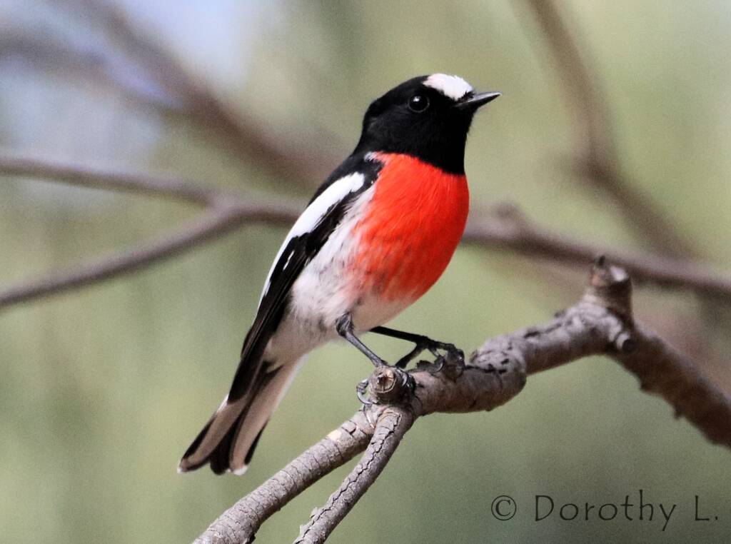 Scarlet Robin (Petroica boodang)