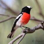 Scarlet Robin (Petroica boodang)