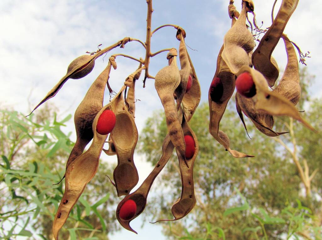 Seeds of the Sturt Bean Tree (Erythrina vespertilio), Olive Pink Botanic Garden.