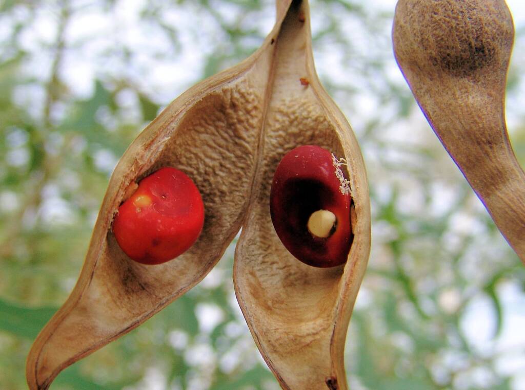 Seeds of the Sturt Bean Tree (Erythrina vespertilio), Olive Pink Botanic Garden.