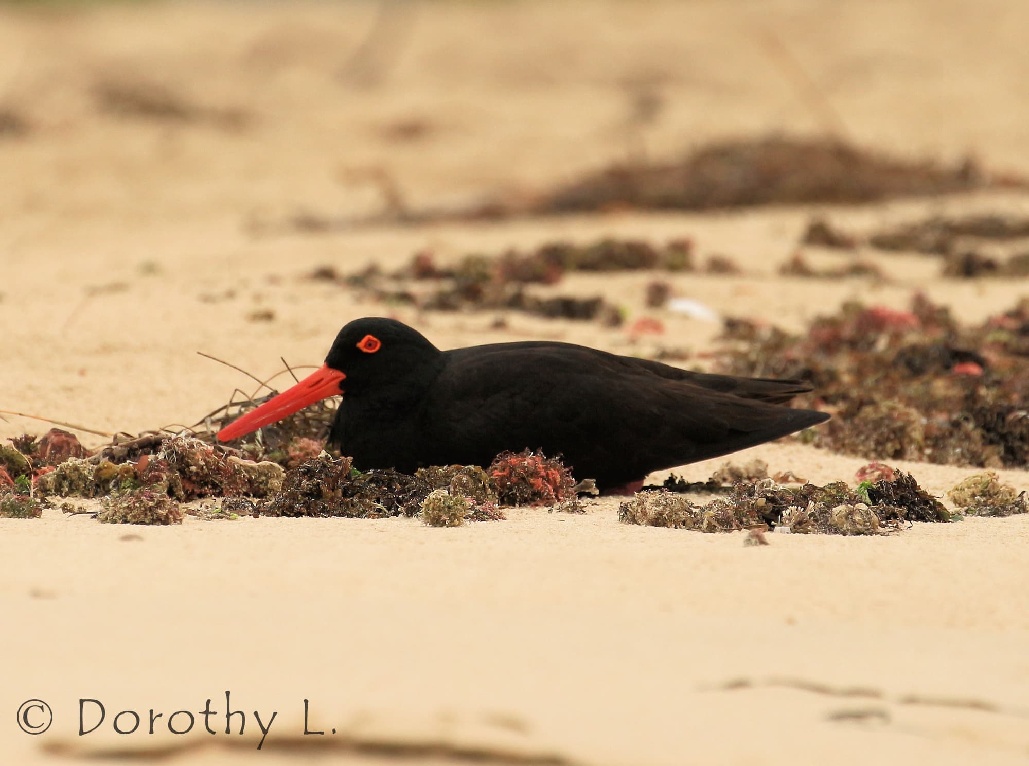 Sooty Oystercatcher (Haematopus fuliginosus)