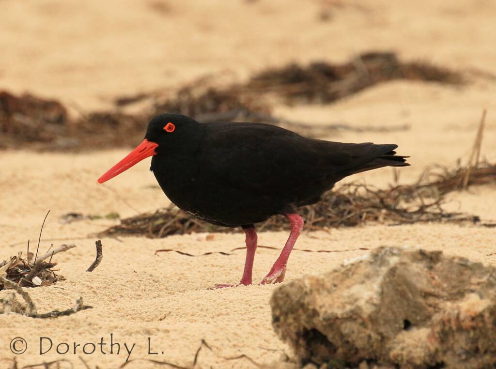 Sooty Oystercatcher (Haematopus fuliginosus)