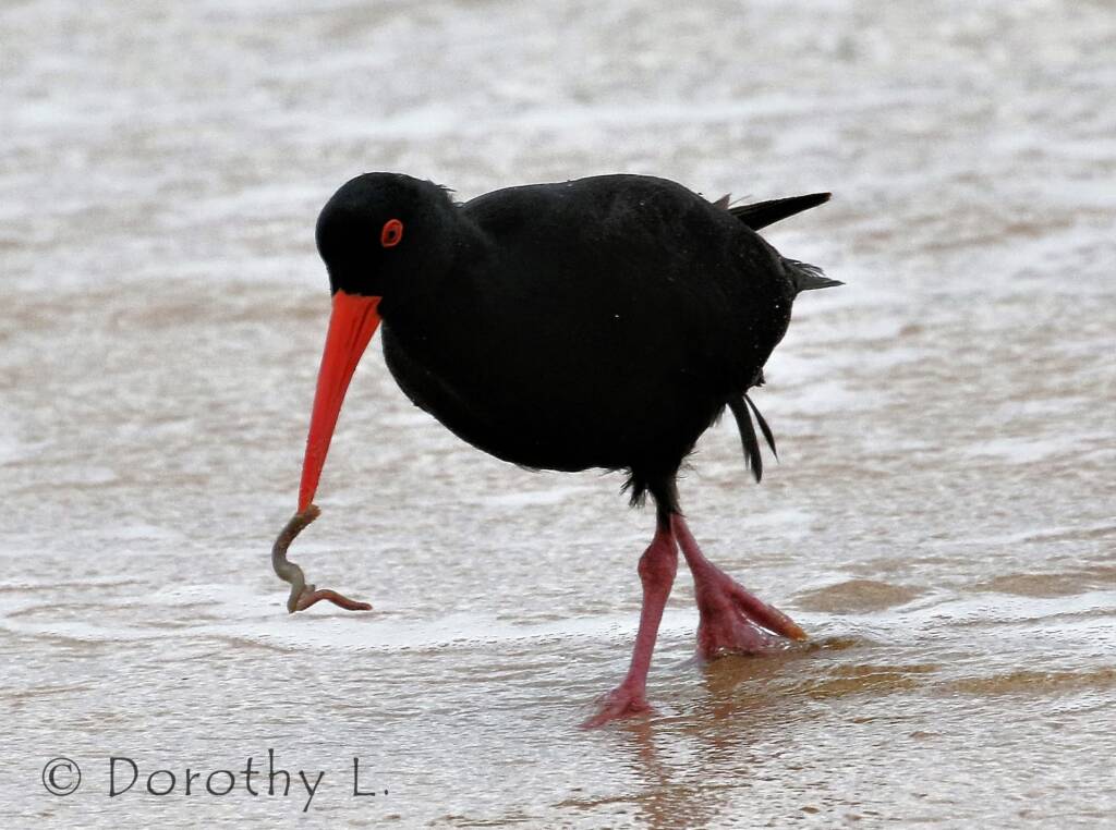 Sooty Oystercatcher (Haematopus fuliginosus)