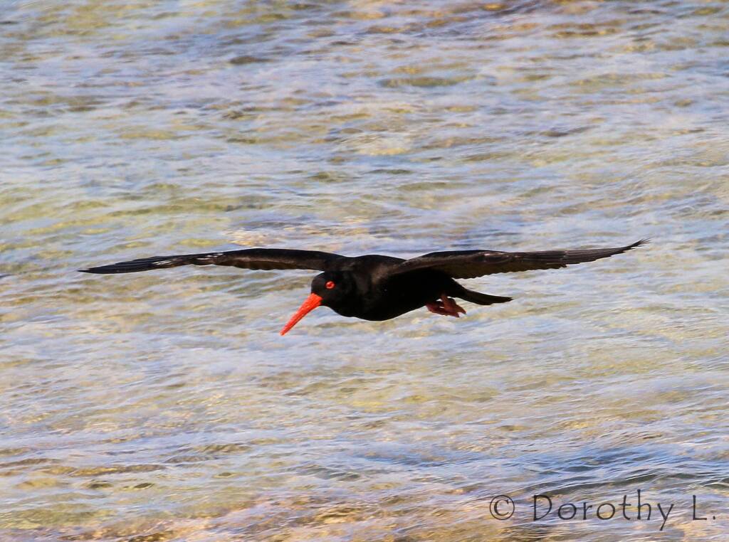 Sooty Oystercatcher (Haematopus fuliginosus)