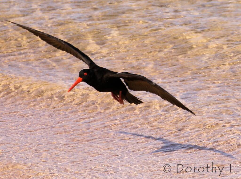 Sooty Oystercatcher (Haematopus fuliginosus)