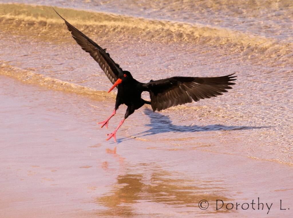 Sooty Oystercatcher (Haematopus fuliginosus)