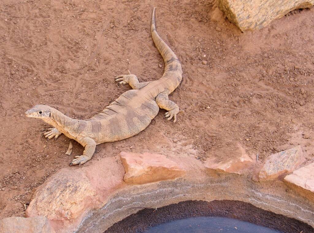 Spencer's Goanna (Varanus spenceri), Alice Springs Reptile Centre